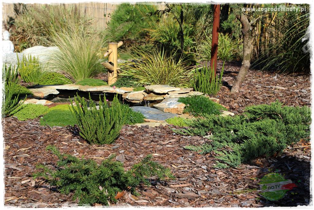 Rośliny kwasolubne 57 Rośliny kwasolubne 57