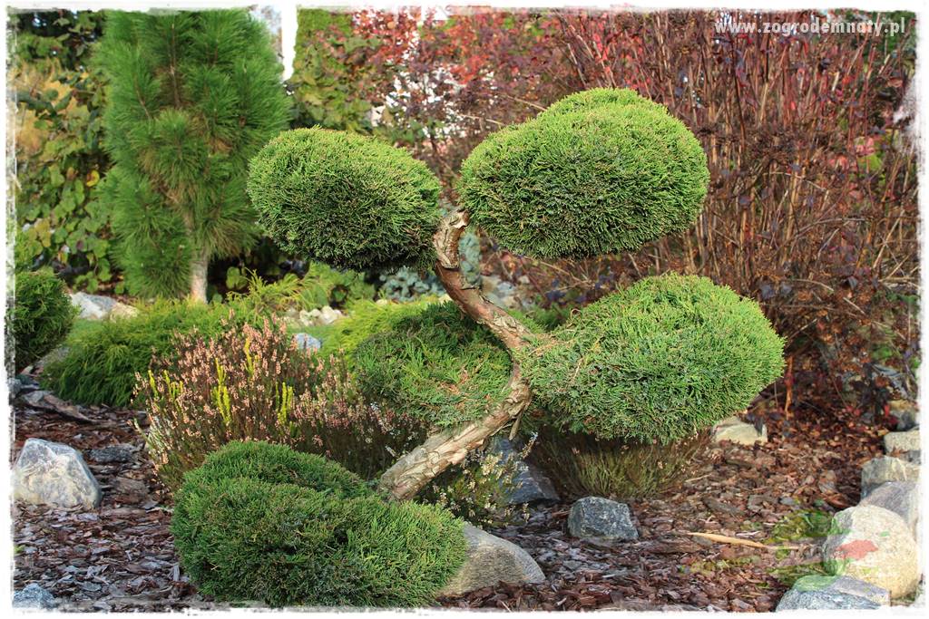 Rośliny kwasolubne 58 Rośliny kwasolubne 58