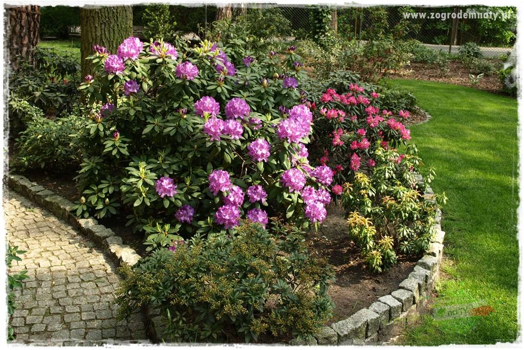 Rośliny kwasolubne 7 Rośliny kwasolubne 7