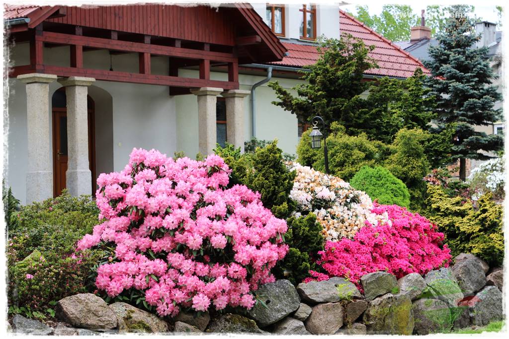 Rośliny kwasolubne 8 Rośliny kwasolubne 8