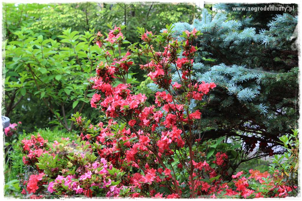 Rośliny kwasolubne 9 Rośliny kwasolubne 9