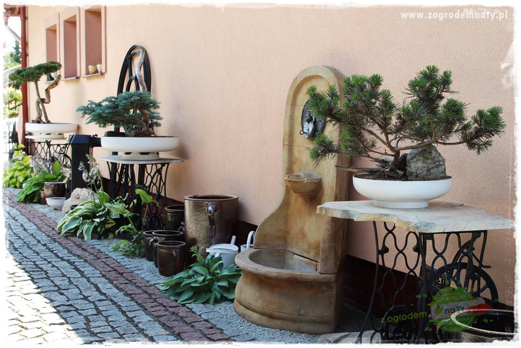 ogród polsko japoński 10 ogród polsko japoński 10