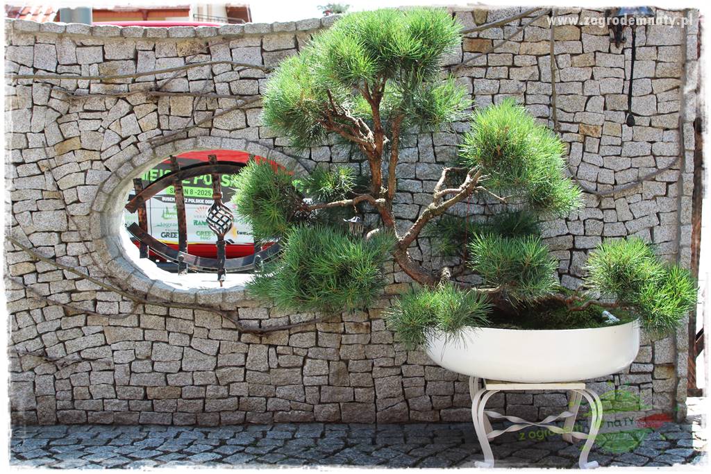 ogród polsko japoński 204 ogród polsko japoński 204