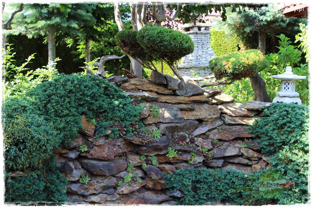 ogród polsko japoński 416 ogród polsko japoński 416