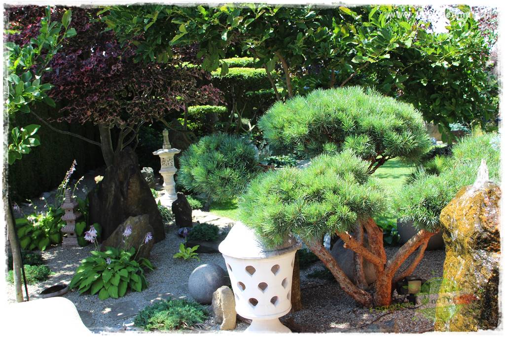 ogród polsko japoński 417 ogród polsko japoński 417