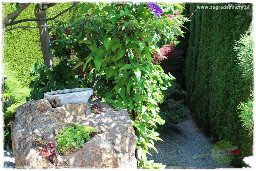 ogród polsko japoński 419 ogród polsko japoński 419
