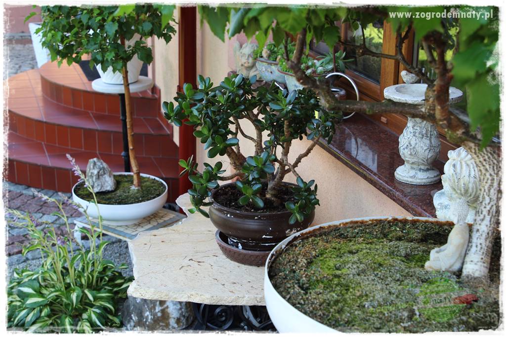 ogród polsko japoński 425 ogród polsko japoński 425