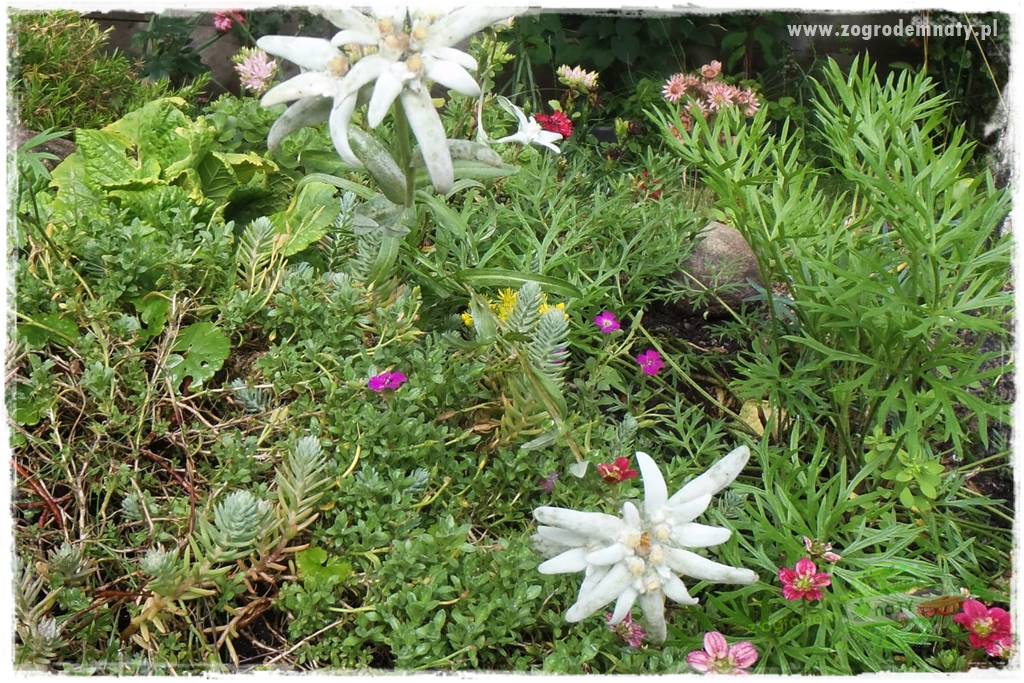 rośliny na zasadową glebę 10