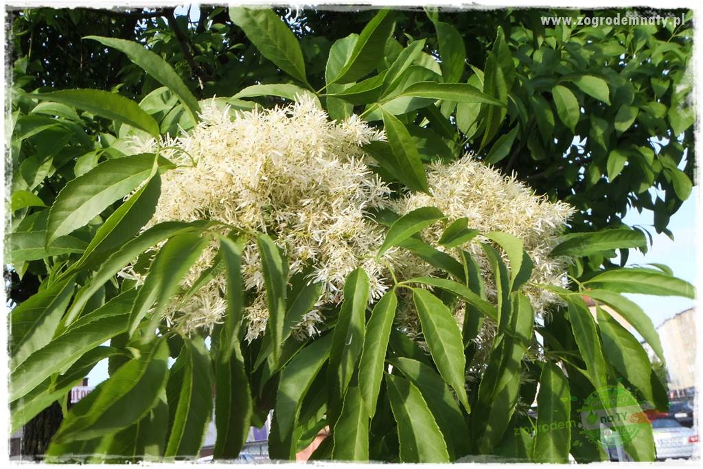 rośliny na zasadową glebę 11