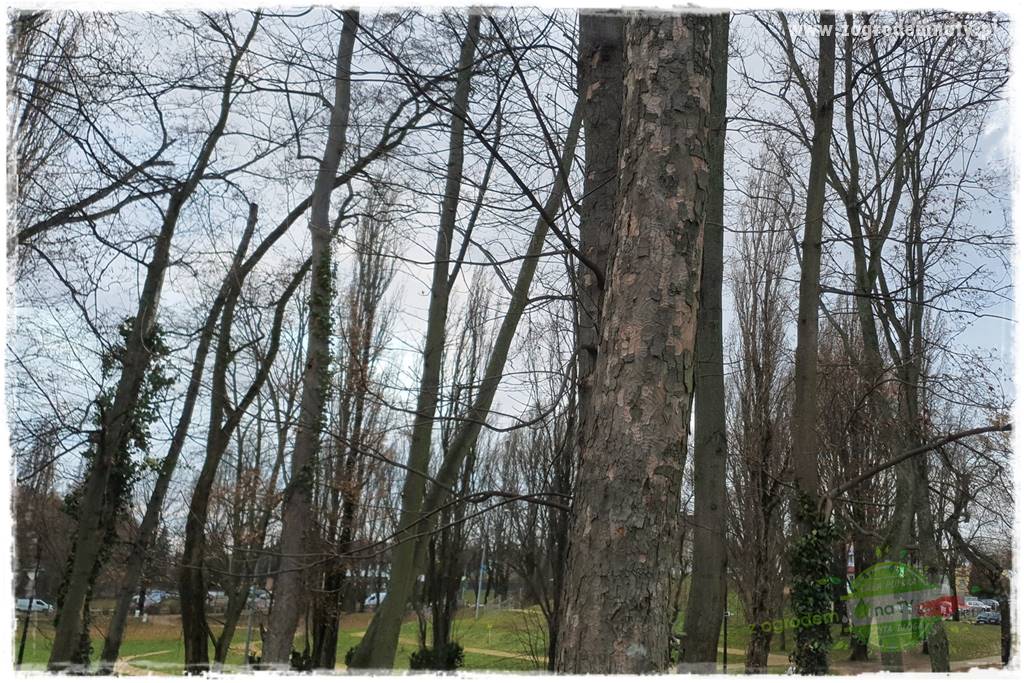 rośliny na zasadową glebę 11a