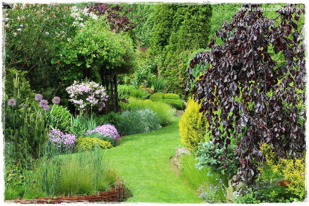 rośliny na zasadową glebę 13