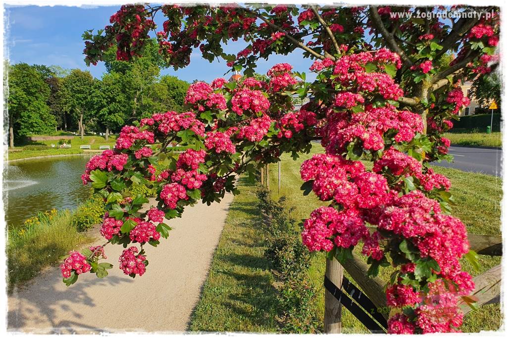 rośliny na zasadową glebę 14