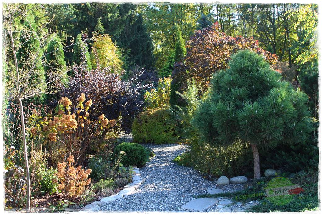 rośliny na zasadową glebę 17