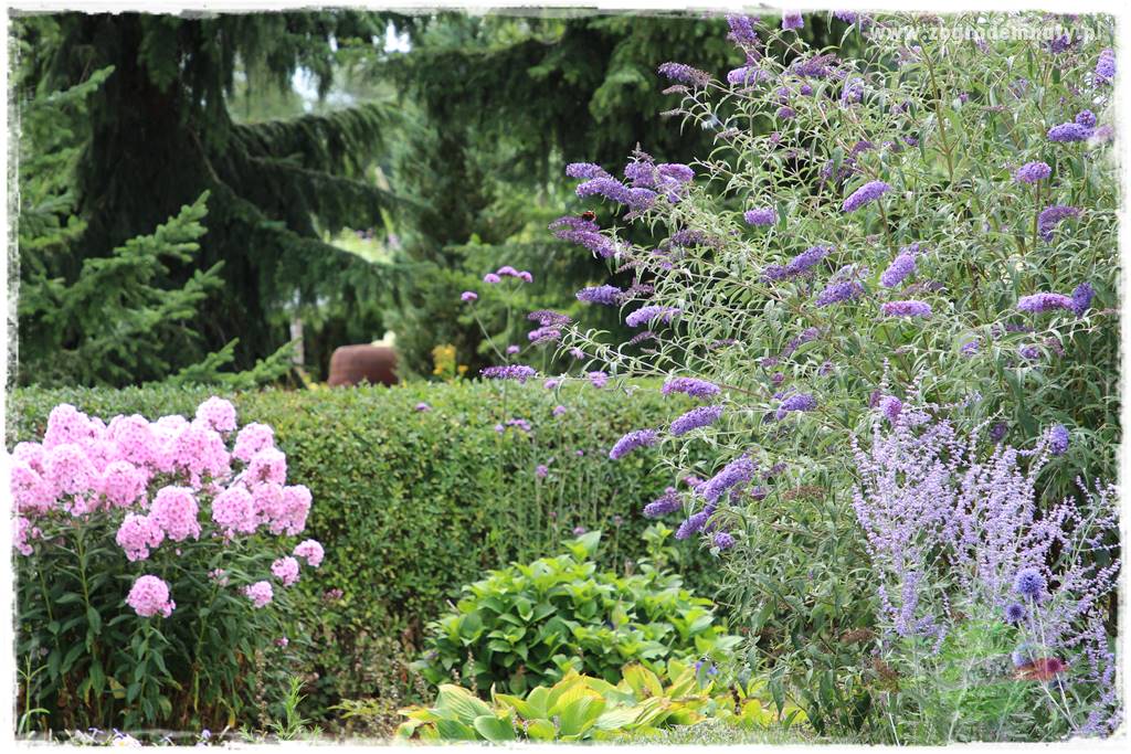 rośliny na zasadową glebę 18