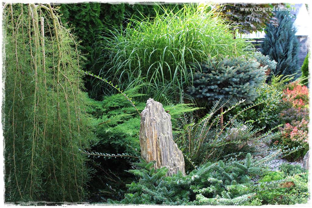 rośliny na zasadową glebę 20