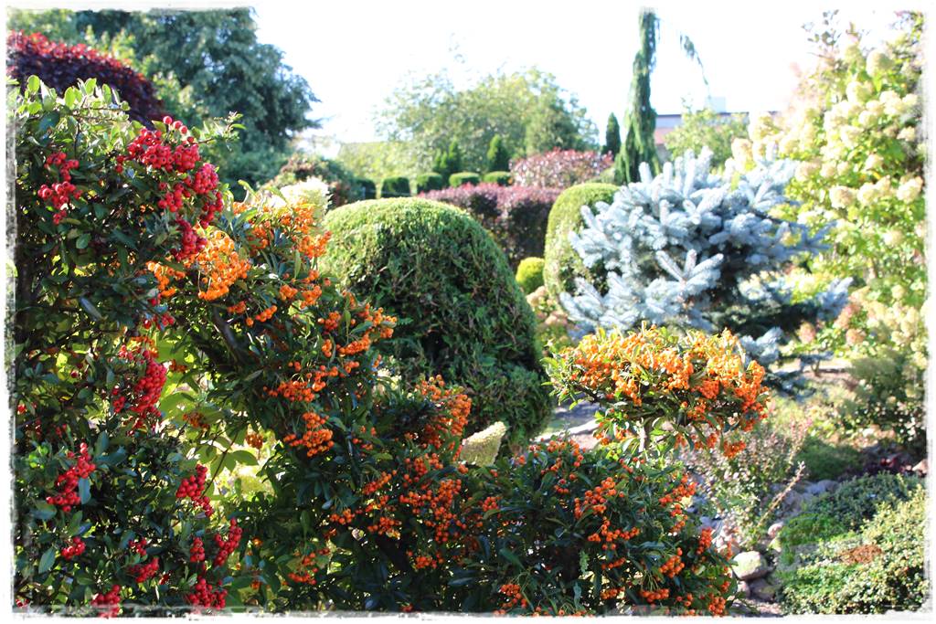 rośliny na zasadową glebę 22