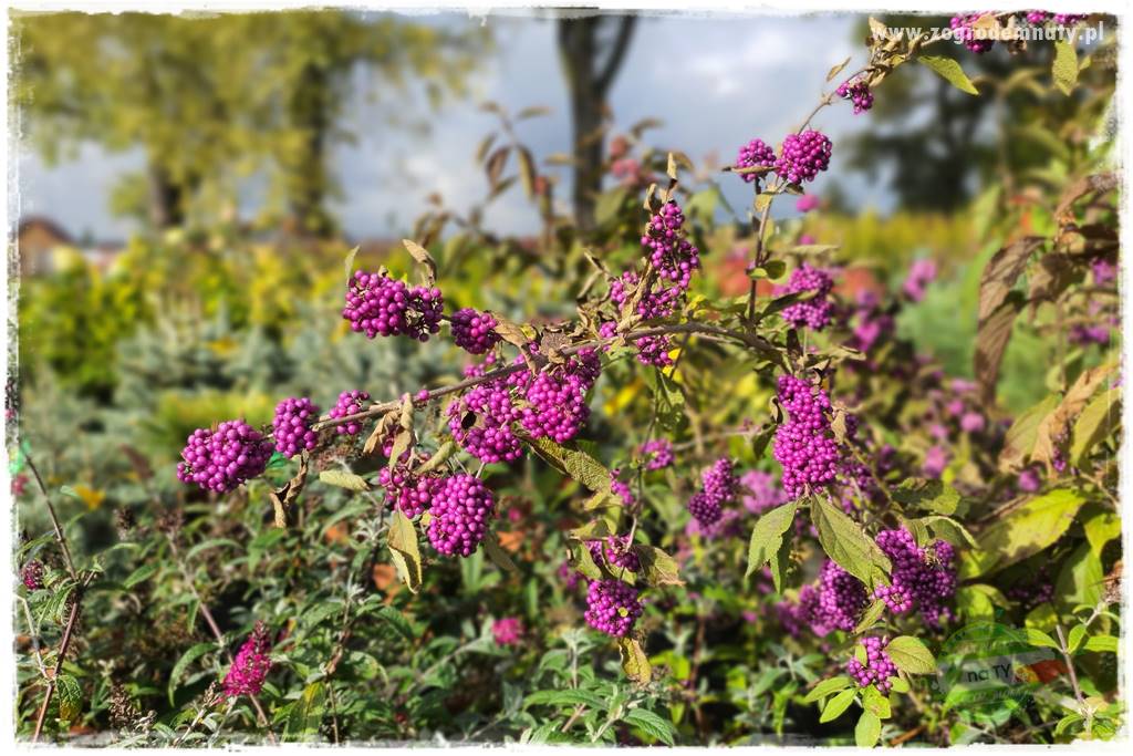 rośliny na zasadową glebę 23