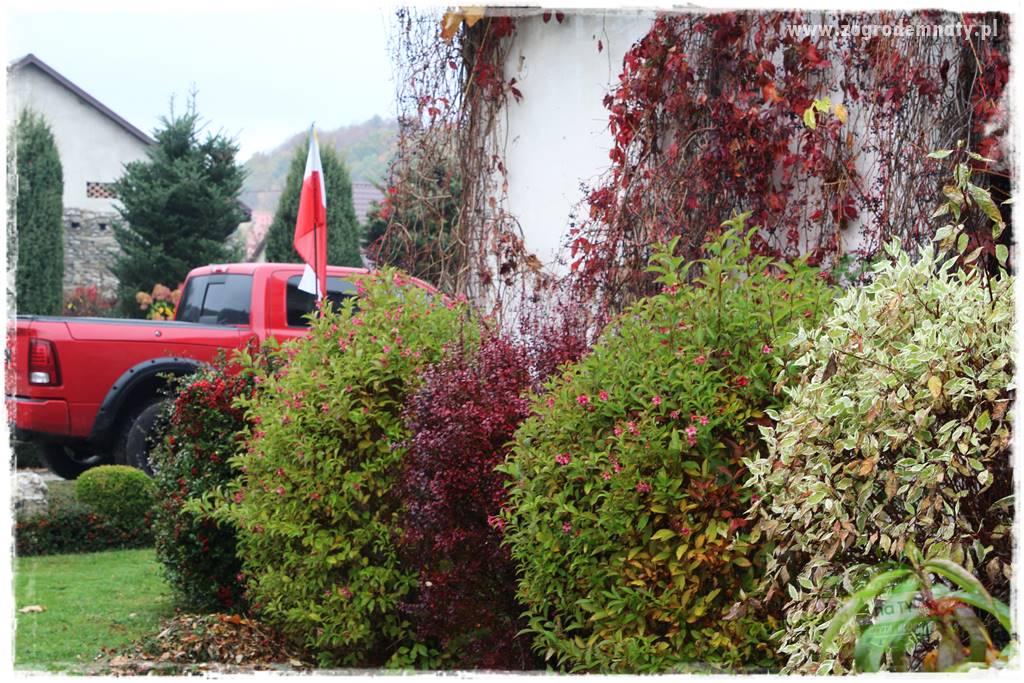 rośliny na zasadową glebę 24