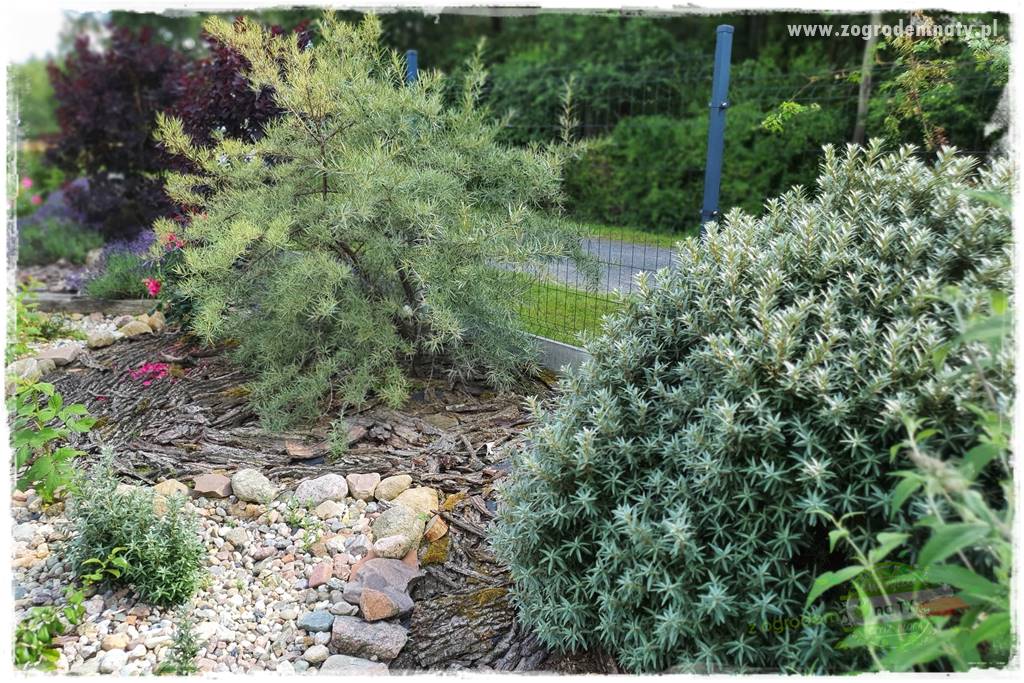 rośliny na zasadową glebę 25