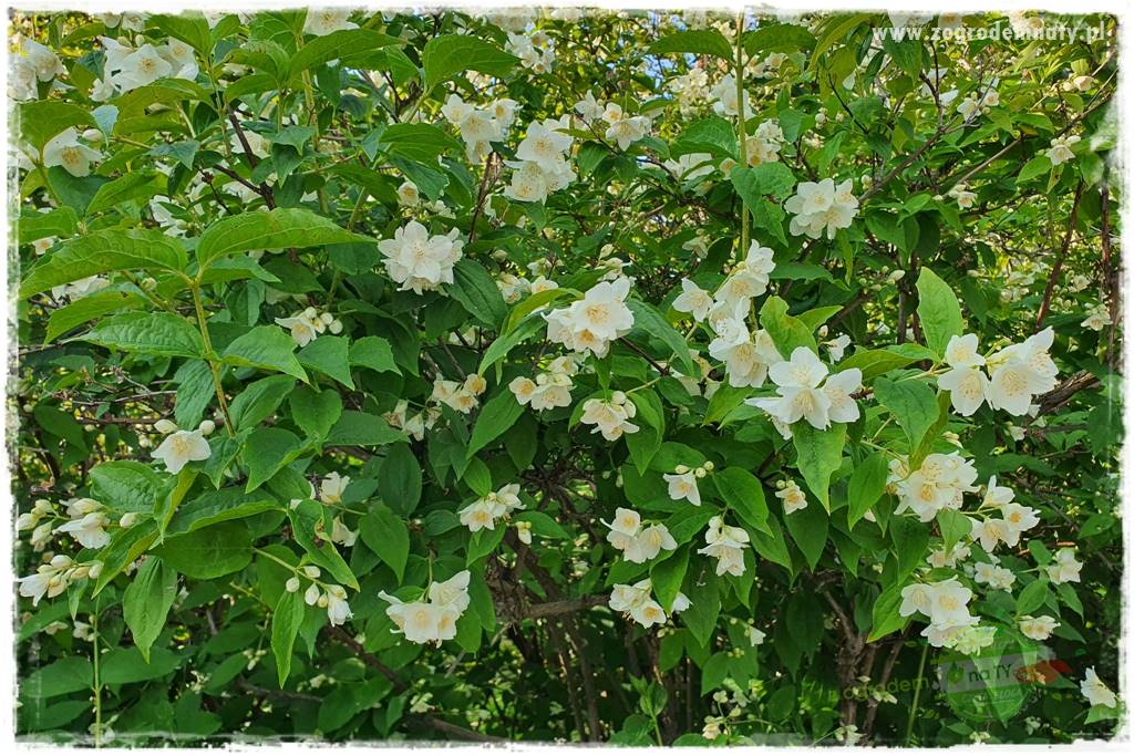 rośliny na zasadową glebę 28