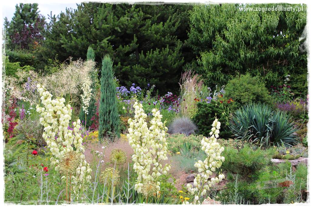 rośliny na zasadową glebę 3 rośliny na zasadową glebę 3