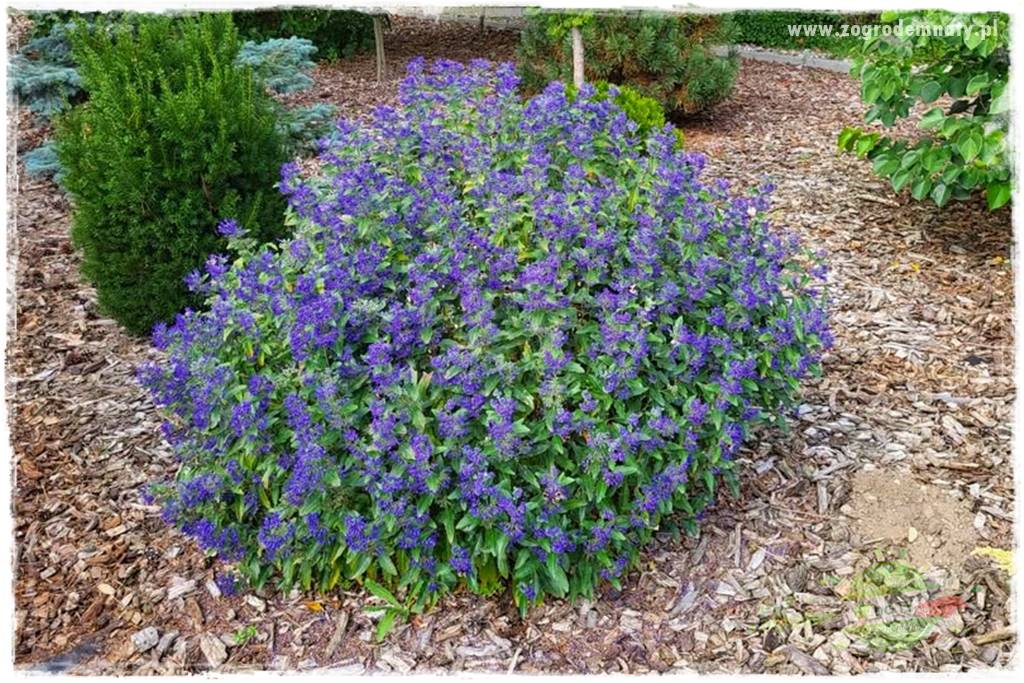 rośliny na zasadową glebę 33