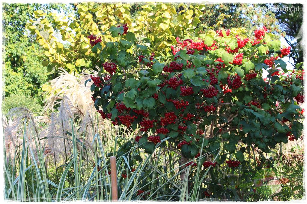rośliny na zasadową glebę 34