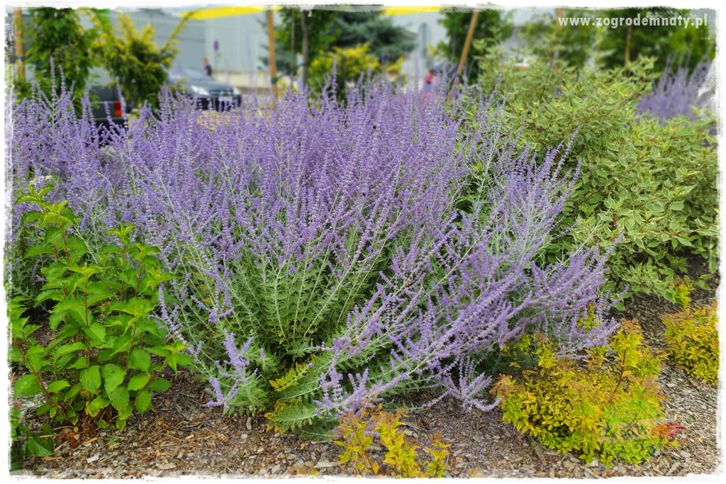 rośliny na zasadową glebę 35