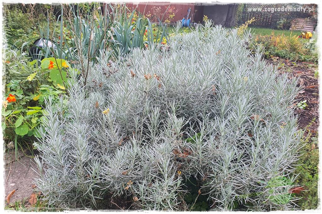 rośliny na zasadową glebę 38