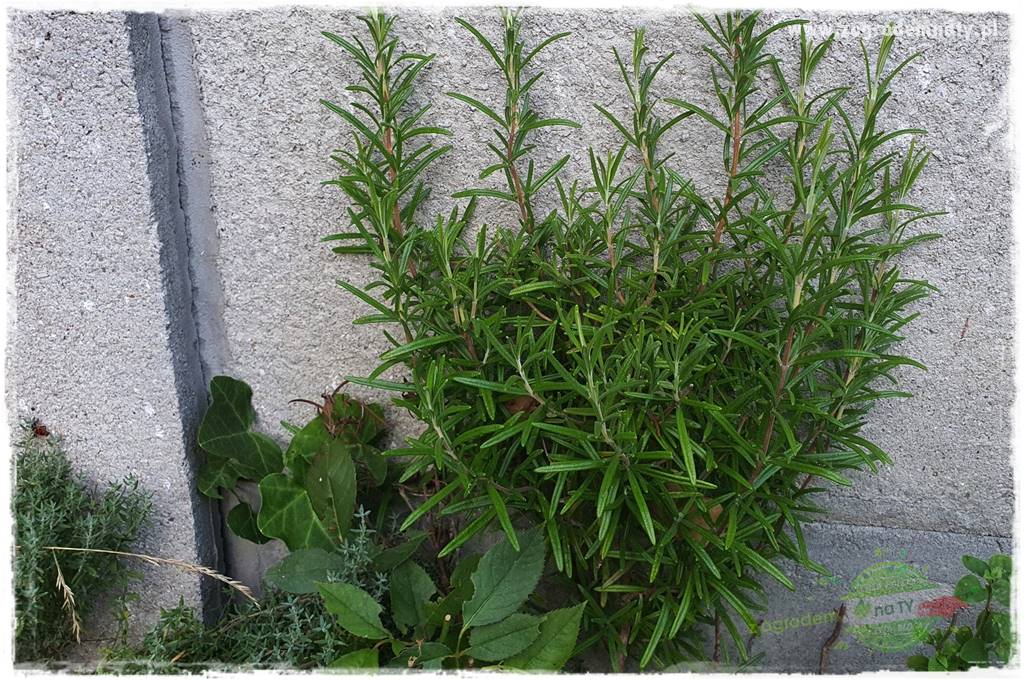 rośliny na zasadową glebę 39