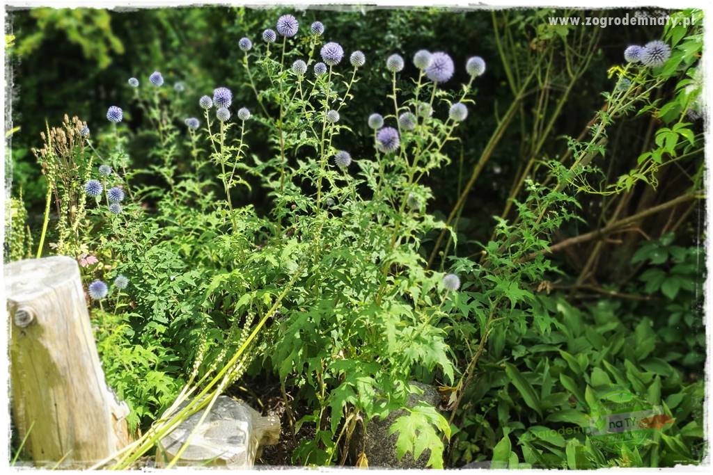 rośliny na zasadową glebę 41