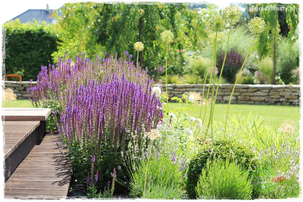 rośliny na zasadową glebę 43