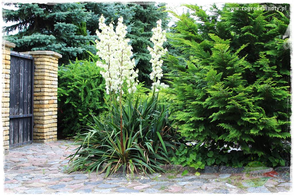 rośliny na zasadową glebę 44