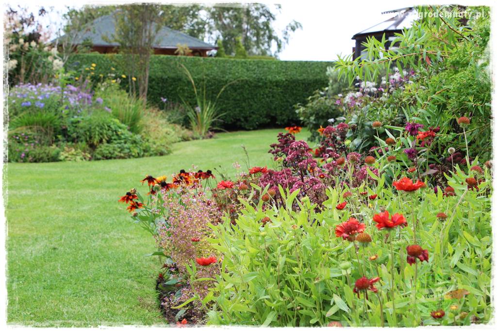 rośliny na zasadową glebę 45