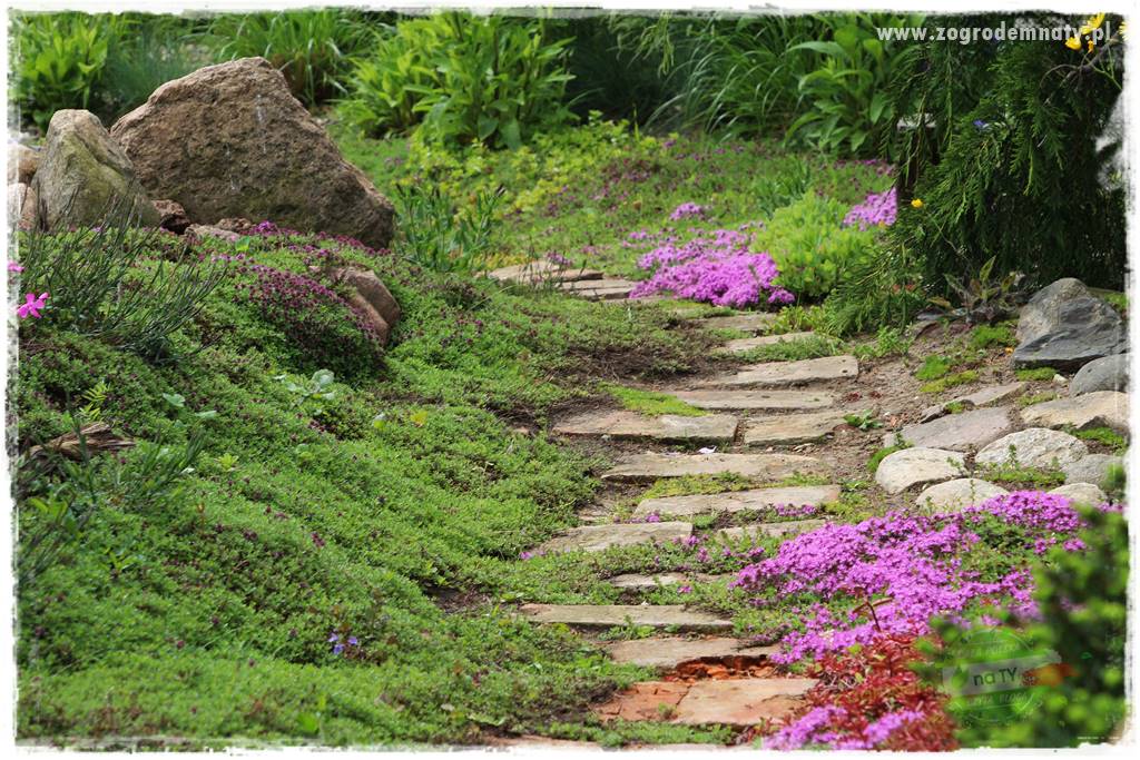 rośliny na zasadową glebę 48