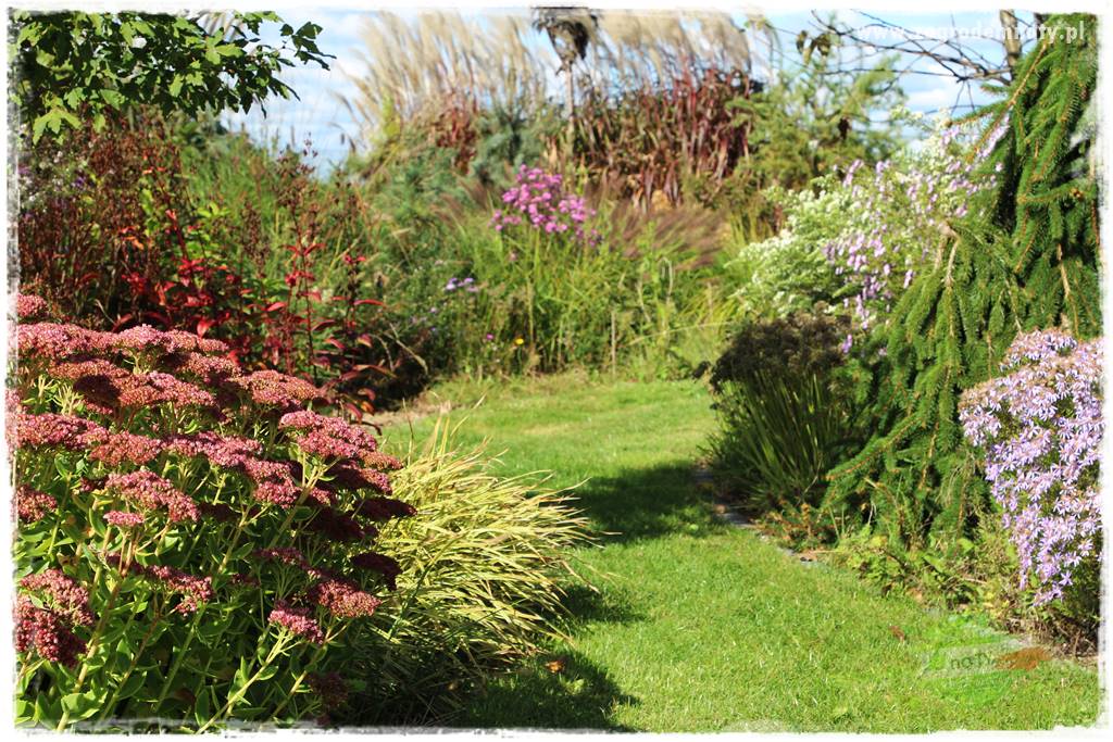 rośliny na zasadową glebę 49