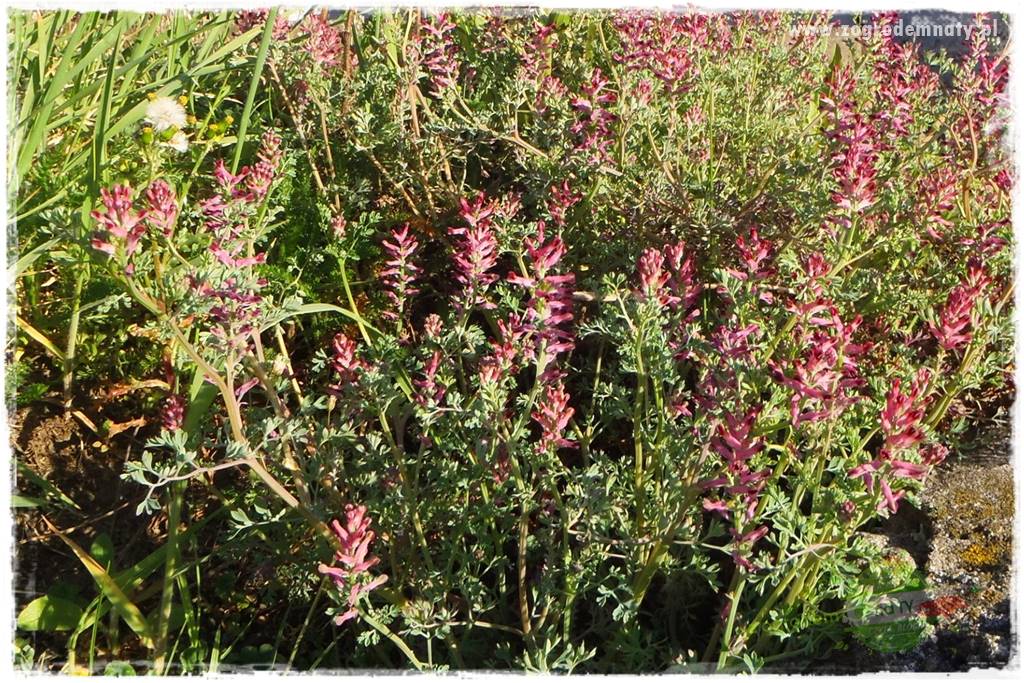 rośliny na zasadową glebę 5 rośliny na zasadową glebę 5