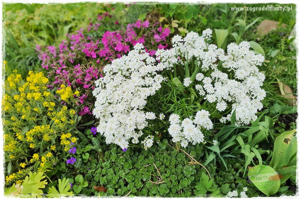 rośliny na zasadową glebę 51