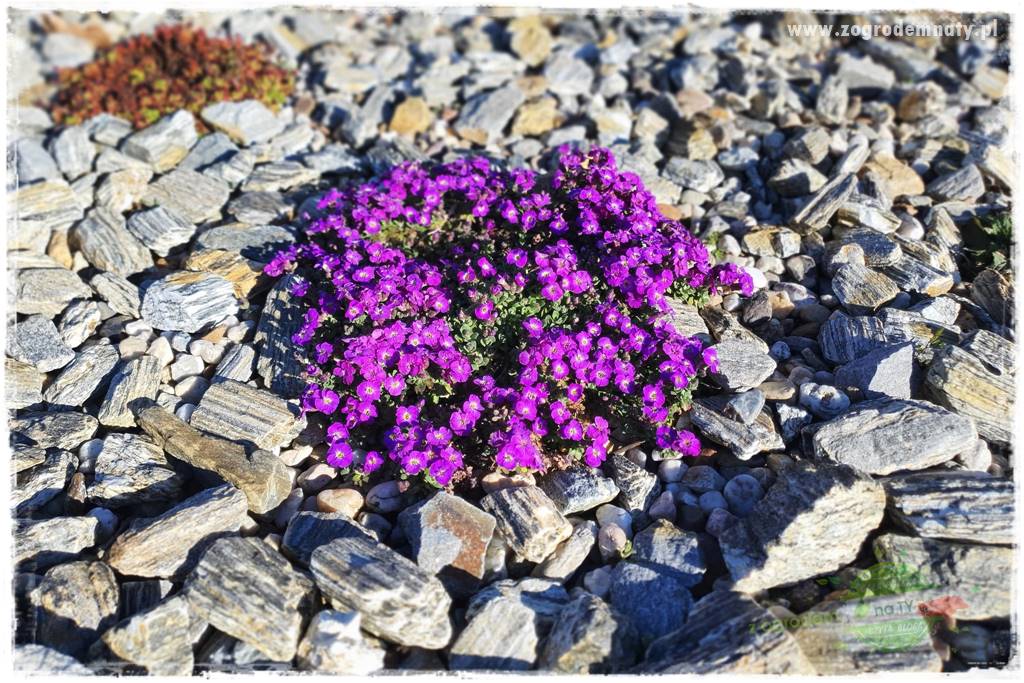 rośliny na zasadową glebę 52