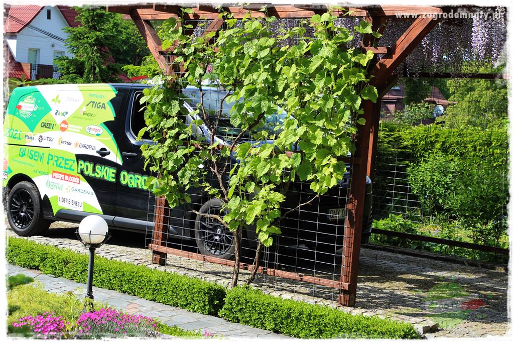 rośliny na zasadową glebę 55