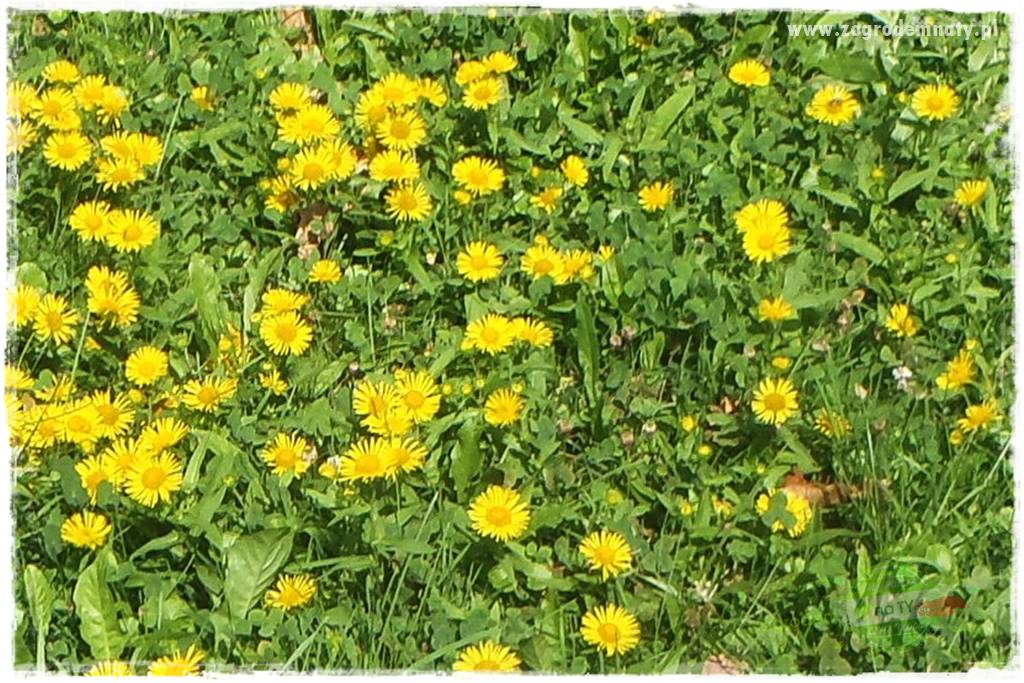 rośliny na zasadową glebę 6 rośliny na zasadową glebę 6