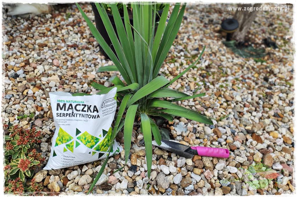 rośliny na zasadową glebę 69