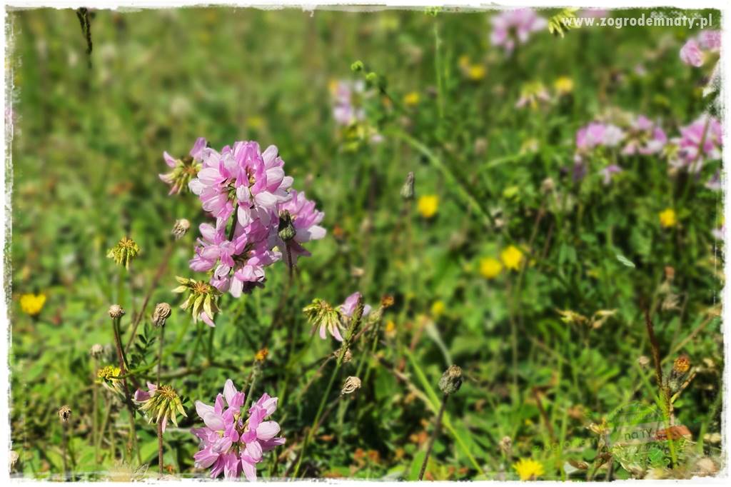 rośliny na zasadową glebę 7 rośliny na zasadową glebę 7