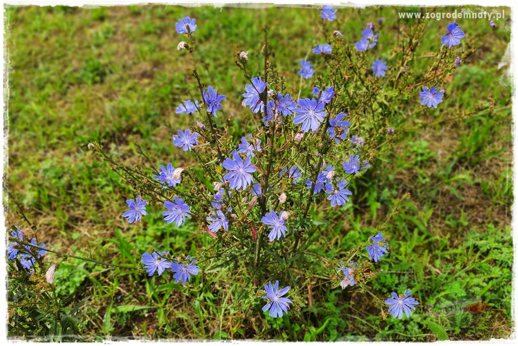 rośliny na zasadową glebę 8 rośliny na zasadową glebę 8