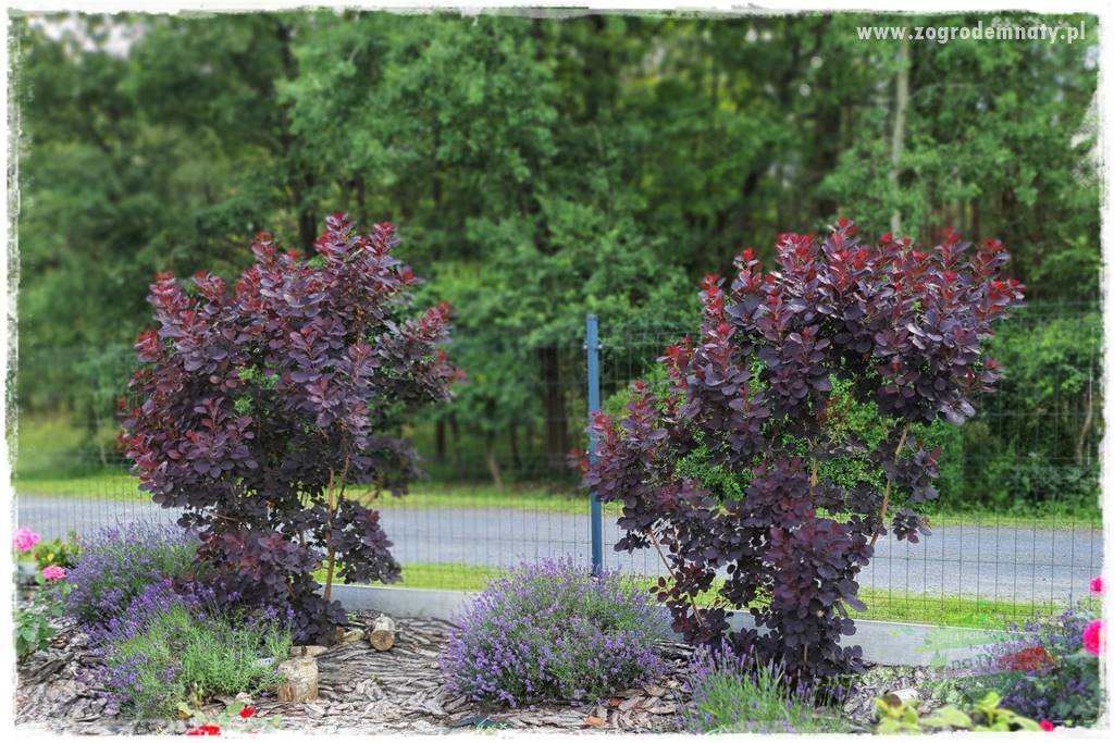 rośliny na zasadową glebę 9