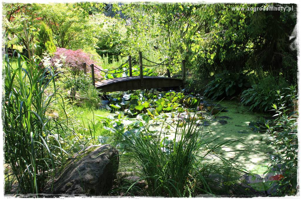 różany ogród 10 różany ogród 10