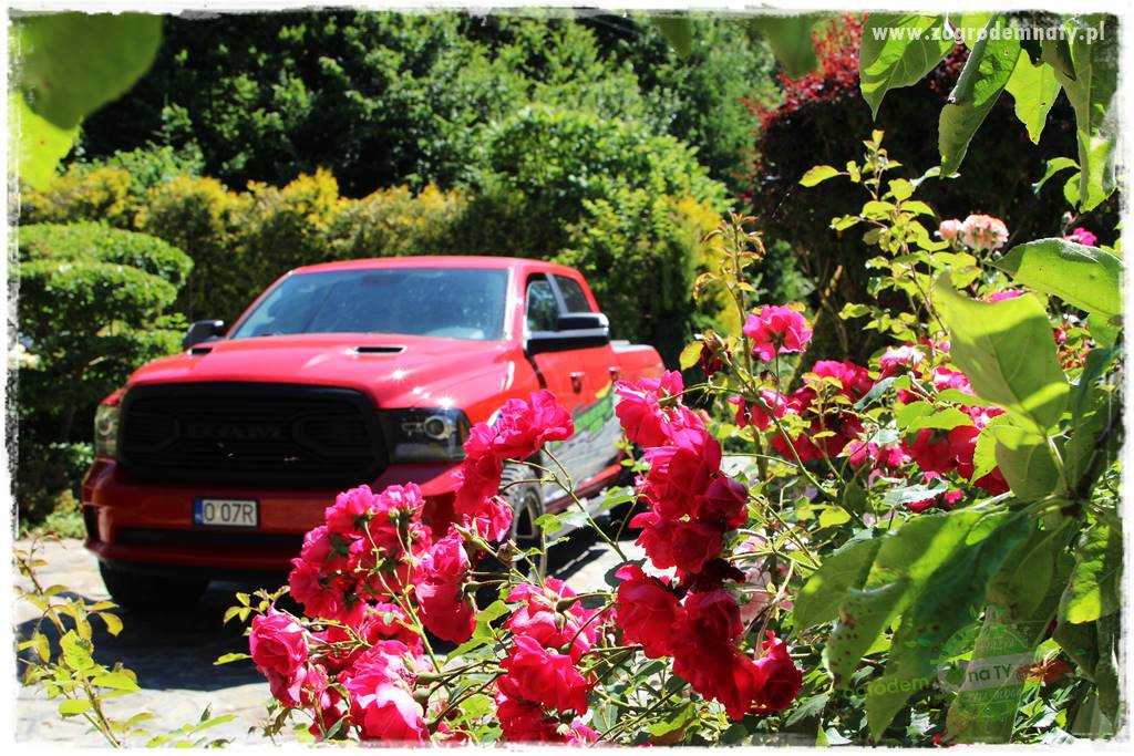 różany ogród 18 różany ogród 18