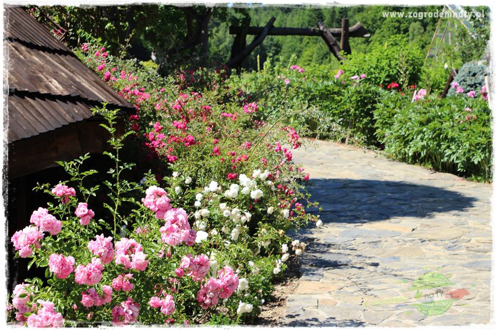 różany ogród 2 różany ogród 2