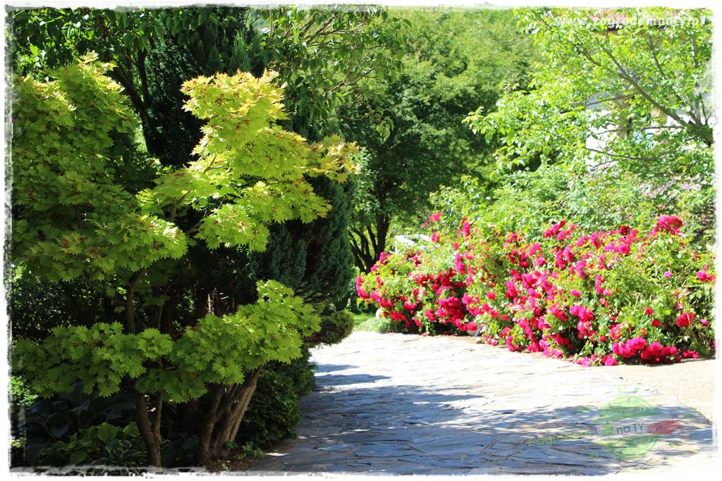 różany ogród 201 różany ogród 201