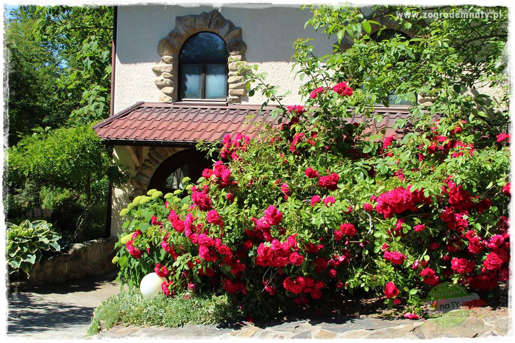 różany ogród 202 różany ogród 202